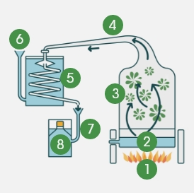 Schéma de fabrication des huiles essentielles