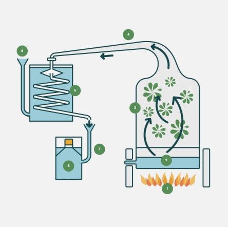 Schéma de fabrication des huiles essentielles